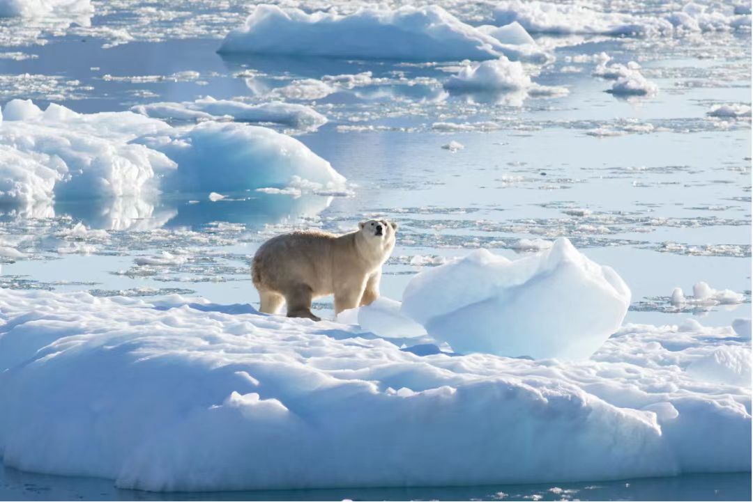 极地海洋生态环境预测与保护问题